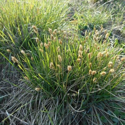12 x Laagblijvend Blauwgras - Groenblijvend Siergras - Sesleria caerulea in 9x9cm pot met hoogte 5-10cm