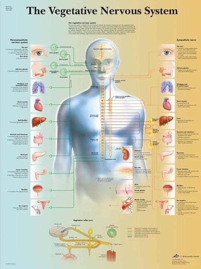Het menselijk lichaam - anatomie poster vegetatief zenuwstelsel (gelamineerd, 50x67 cm) + ophangsysteem