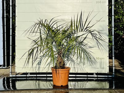 Palmboom - Geleipalm - Butia Capitata - Winterhard - Pot ⌀ 35cm - Hoogte  130-150cm