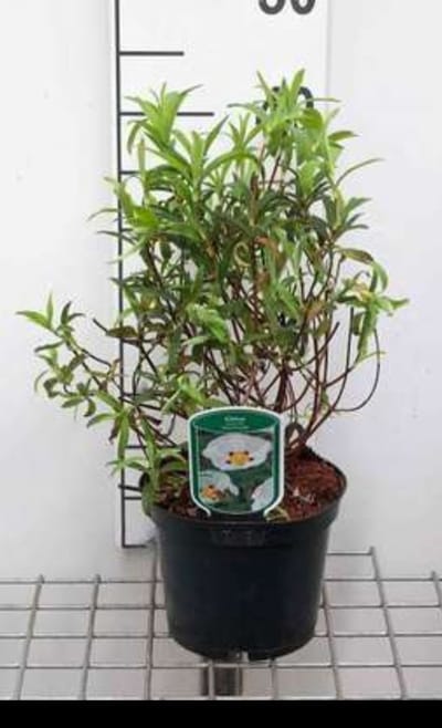 Cistus purp. 'Alan Fradd' - Cistusroos Of Rotsroos 20- 25 cm in pot