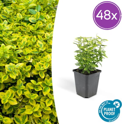 Tuinplantenshop.com | Euonymus fort. 'Emerald 'n Gold’ | 48 stuks - Ø9cm - 10-25cm hoog - Tuinplant