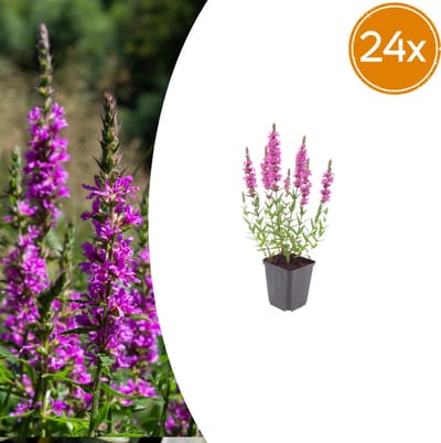 Tuinplantenshop.com | Lythrum salicaria | 24 stuks - Ø9cm - 10-25cm hoog - Tuinplant