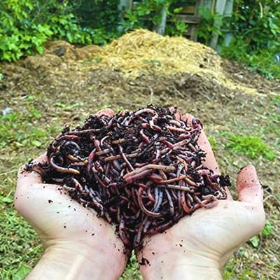 WormBox - Eisenia levende regenwormen, composteer uw organisch afval - Voor wormenbakken/compostbakken/tuin (5kg Compostwormen (ca. 10,000 st.))
