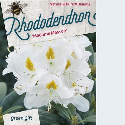 Rhododendron 'Mme Masson' - 40-50 cm