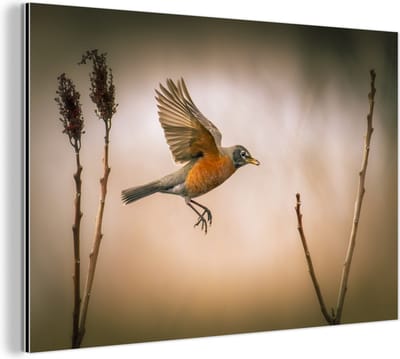 Wanddecoratie Metaal - Aluminium Schilderij Industrieel - Roodborstje - Vleugels - Natuur - 150x100 cm - Dibond - Foto op aluminium - Industriële muurdecoratie - Voor de woonkamer/slaapkamer