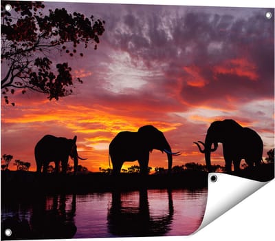 Gards Tuinposter Olifanten tijdens Zonsondergang - Silhouet - 80x60 cm - Tuindoek - Tuindecoratie - Wanddecoratie buiten - Tuinschilderij