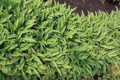 6x Vingerhoedskruid - Digitalis hybr. Glory of Roundway' | 9x9 cm pot