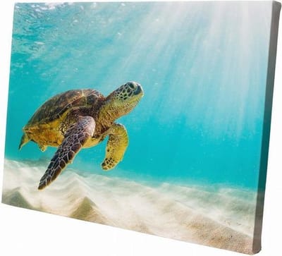 Zee schildpad | 30  x 20 CM | Wanddecoratie | Dieren op canvas | Schilderij | Canvasdoek | Schilderij op canvas