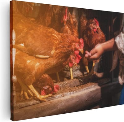 Artaza Canvas Schilderij Kip Voeren - 40x30 cm - Klein - Muurdecoratie Landschap - Wanddecoratie Boerderijdieren - Kamer Accessoires Natuur