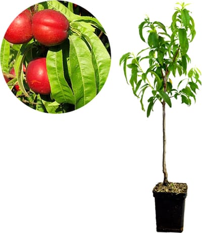 Prunus Persica 'Nectared' nectarine, 5 liter pot