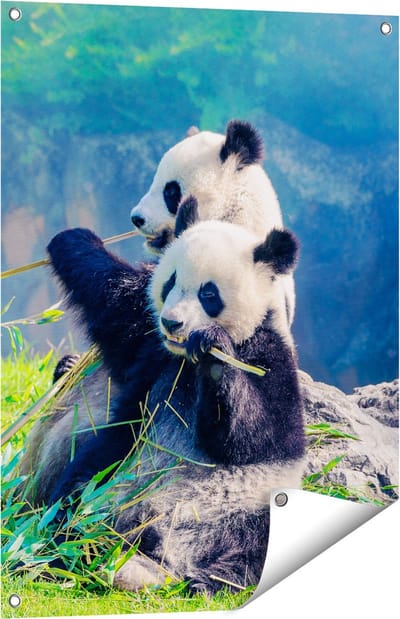 Gards Tuinposter Twee Panda's Eten Bamboe Riet - 60x80 cm - Tuindoek - Tuindecoratie - Wanddecoratie buiten - Tuinschilderij