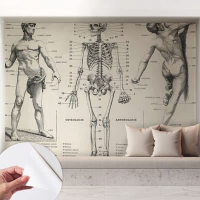 Coloray Zelfklevend Behang - Klassieke anatomie Zelfklevend fotobehang - 208x146 cm - Zwart Zelfklevend Behang - Voor op kantoor, voor de hal, voor de woonkamer - Herpositioneerbaar - Stickerbehang op rol