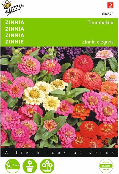 2 stuks - Buzzy - Zinnia elgegans Thumbelina Gemengd
