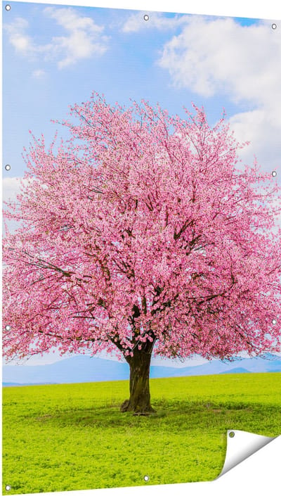 Gards Tuinposter Roze Sakura Bloesem Boom in het Groene Veld - 100x150 cm - Tuindoek - Tuindecoratie - Wanddecoratie buiten - Tuinschilderij