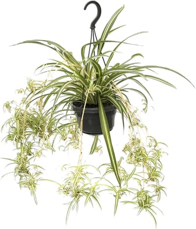 Plantenboetiek.nl | Chlorophytum Comosum Variegatum - Ø14cm - 45-55cm hoog - Kamerplant - Groenblijvend