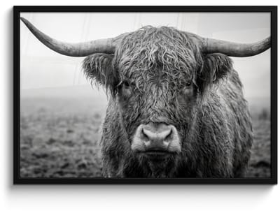 Poster in lijst - Fotolijst 90x60 cm - Posters - Schotse hooglander - Zwart - Wit - Gras - Posterlijst zwart - Decoratie - Wanddecoratie woonkamer - Muurdecoratie slaapkamer