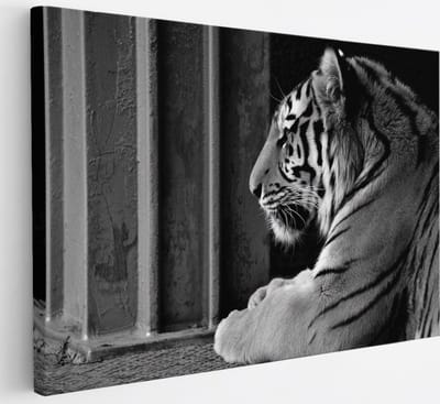 Saammp Canvas Schilderij - Tijger - Zwart-Wit - Natuur - Dieren - 30x20 - Foto op canvas - Wanddecoratie - muurdecoratie Woonkamer - Slaapkamer decoratie - Canvas Print