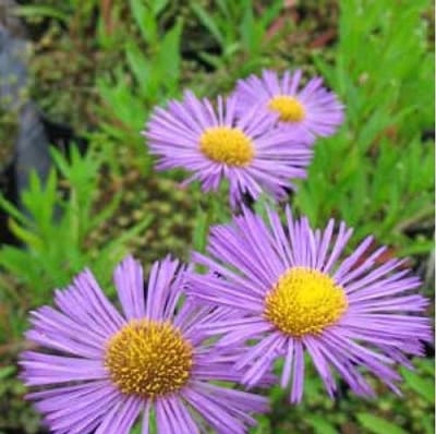 6 x Erigeron 'Dunkelste Aller' - Fijnstraal Pot 9x9 cm - Donkerroze Fijne Bloemen