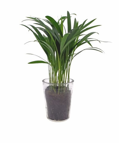 Dypsis Areca | 25cm | Vaasglas