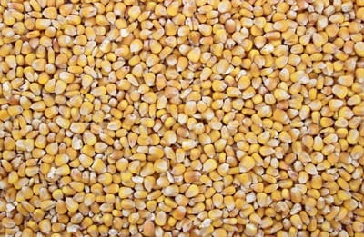 Mais Frans Heel - 2 kilo - aas - om zelf te koken - 2 kilo