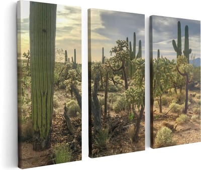 Artaza Canvas Schilderij Drieluik Cactus Planten in het Wild - 120x80 - Foto Op Canvas - Canvas Print