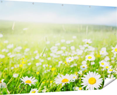 Gards Tuinposter Bloemenveld van Madeliefjes - Bloemen - 180x120 cm - Tuindoek - Tuindecoratie - Wanddecoratie buiten - Tuinschilderij