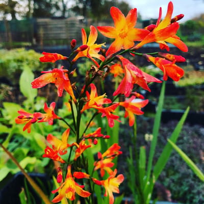 6 x Crocosmia 'Carmin Briljant' - Montbretia - P9 Pot (9 x 9cm) - Dima Vaste Planten