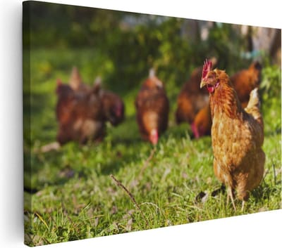 Artaza Canvas Schilderij Kippen - 30x20 cm - Klein - Wanddecoratie Boerderij - Muurdecoratie Dieren - Kamer Accessoires