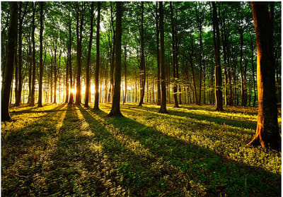 Fotobehangkoning - Behang - Vliesbehang - Fotobehang - Zonnestralen in het Bos - Spring: Morning in the Forest - 400 x 280 cm
