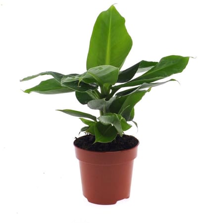 Musa 'Tropicana' - Hoogte 35cm - Pot 12cm