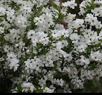 Exochorda racemosa 'Niagara'® - Parelstruik 25- 30 cm in pot
