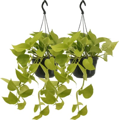 Plantenboetiek.nl | Epipremnum Golden Pothos - Scindapsus | 2 stuks - Ø15cm - 25cm hoog - Kamerplant - Groenblijvend - Multideal