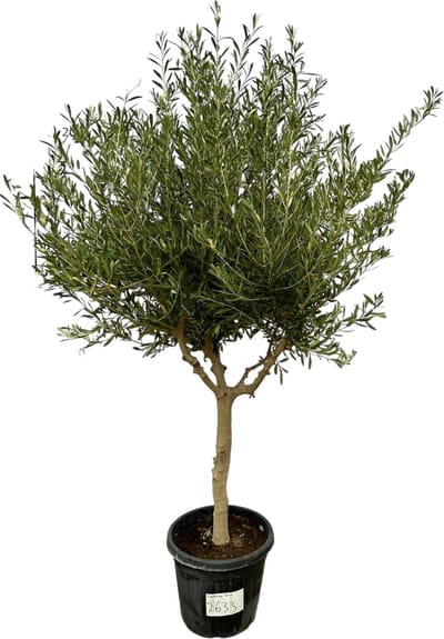 Trendyplants - Olea Cultivo - Olijfboom - Stamomtrek 20-30 cm - Winterhard - Hoogte 200 - 220 cm - Potmaat Ø45cm
