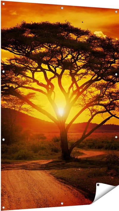 Gards Tuinposter Zonsondergang Achter een Savanne Boom - 100x150 cm - Tuindoek - Tuindecoratie - Wanddecoratie buiten - Tuinschilderij