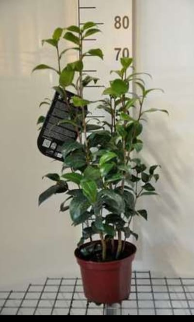 Camellia japonica roze-rose - Camellia japonica roze-rose 50- 60 cm in pot