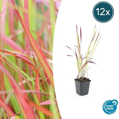 Tuinplantenshop.com | Imperata cylindrica 'Red Baron' | 12 stuks - Ø9cm - 10-25cm hoog - Tuinplant