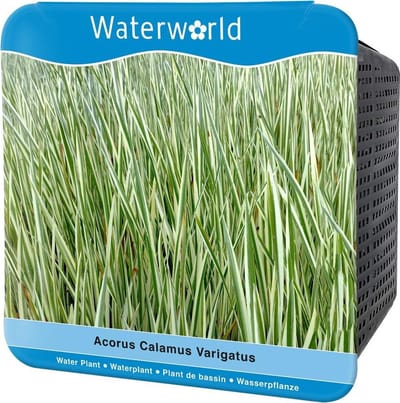 Waterworld Aqua Set Acorus Calamus Variegatus - Kalmoes - (Oeverplanten, Vijvermandje, Klei, Grind & Voeding)