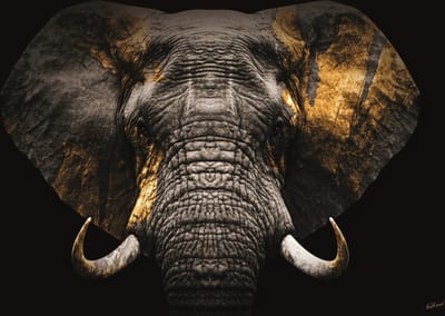 Glasschilderij 120x80cm Elephant gold