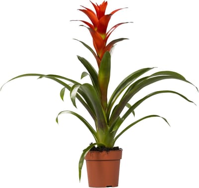 Plantenboetiek.nl | Guzmania Ostara - Ø12cm - 35-45cm hoog - Kamerplant - Bloeiende kamerplant