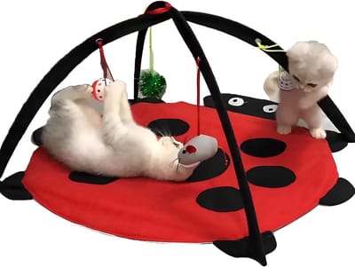 Famanu – Katten Speel- en Ligmat – Opvouwbare Interactieve Mat met Hangmatfunctie -Wasbaar en Ruim Ontwerp in Rood 61 x 61 cm