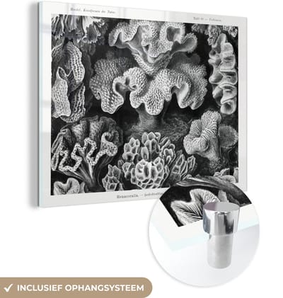 MuchoWow® Glasschilderij 40x30 cm - Schilderij acrylglas - Kunst - Koraal - Ernst Haeckel - Oude meesters - Natuur - Foto op glas - Schilderijen