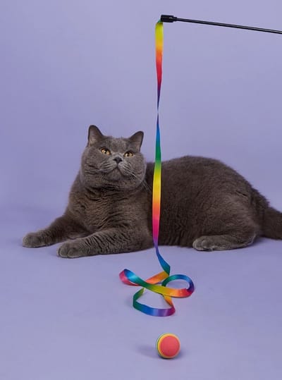 Kattenhengel regenboog + balletje - Pippashop