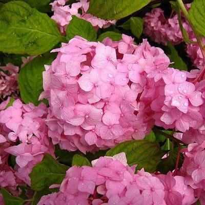 Hydrangea Macrophylla 'Sibilla' - Hortensia - 25-30 cm in pot: Hortensia met dieppaarse tot roze bloemen.