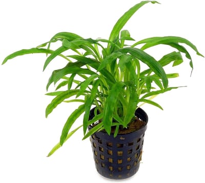 Moerings Cryptocoryne Costata in 5 cm pot