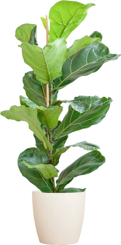 Plantenboetiek.nl | Ficus Lyrata met Viber pot wit - Ø21cm - 70-80cm hoog - Kamerplant - Groenblijvend