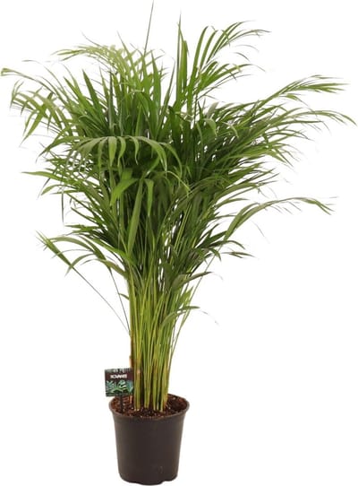 Plantenboetiek.nl | Dypsis Lutescens - Ø21cm - 100-110cm hoog - Kamerplant - Groenblijvend