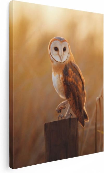 Artaza Canvas Schilderij Kerkuil - 30x40 cm - Klein - Wanddecoratie Vogel - Muurdecoratie Dieren - Kamer Accessoires