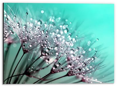 Dibond - Close up Paardenbloem - 40x30cm Foto op Aluminium (Wanddecoratie van metaal)