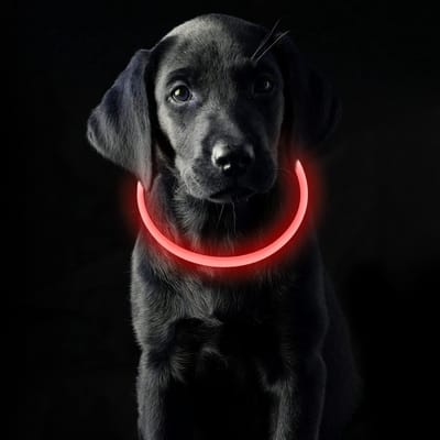 Lichthalsband voor honden, USB, oplaadbaar, oplichtend, waterdicht, met 3 lichtmodi, verstelbaar, led-halsband voor honden, katten, klein, medium, groot, rood