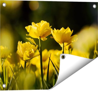 Gards Tuinposter Gele Tulpen - Bloemen - 50x40 cm - Tuindoek - Tuindecoratie - Wanddecoratie buiten - Tuinschilderij